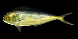 POMPANO DOLPHINFISH