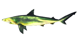 RADIOACTIVE BLACKNOSE SHARK