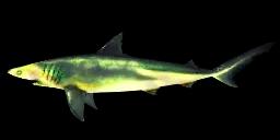 RADIOACTIVE BLACKNOSE SHARK