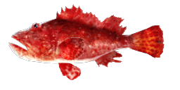 RED SCORPIONFISH