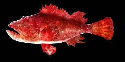 RED SCORPIONFISH