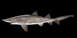 SAND TIGER SHARK