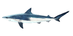 SHORTFIN MAKO SHARK