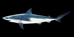 SHORTFIN MAKO SHARK