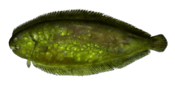 SLIME FLOUNDER