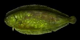 SLIME FLOUNDER