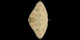 SPINY BUTTERFLY RAY