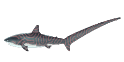 STRIKER SHARK