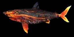 GREAT FLAME SHARK