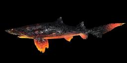 VOLCANIC TIGER SHARK