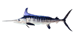 WHITE MARLIN