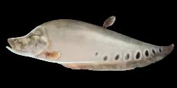 CLOWN KNIFEFISH