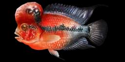 FLOWERHORN