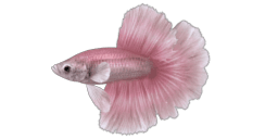 SIAMESE FIGHTING FISH