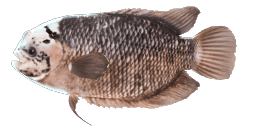 GIANT GOURAMI