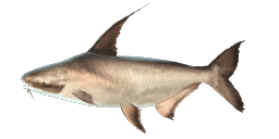 GIANT PANGASIUS