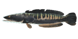 GIANT SNAKEHEAD