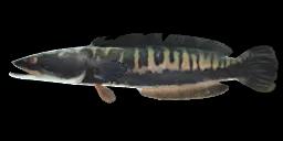 GIANT SNAKEHEAD