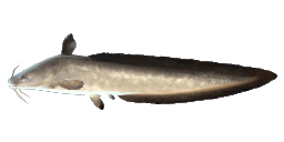 GRAY EEL-CATFISH