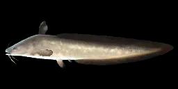 GRAY EEL-CATFISH