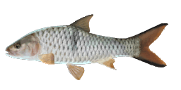 HAMPALA BARB