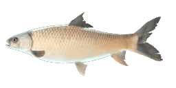 MRIGAL CARP