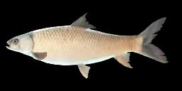 MRIGAL CARP