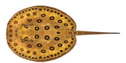 OCELLATE RIVER STINGRAY