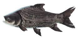 GIANT SIAMESE CARP