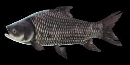 GIANT SIAMESE CARP