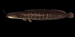 SLENDER WALKING CATFISH