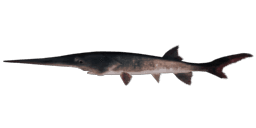 CHINESE PADDLEFISH