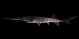 CHINESE PADDLEFISH