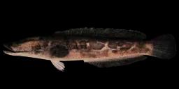 CHINESE SNAKEHEAD