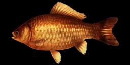 CHINESE GOLDFISH