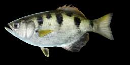 SPOTTED ARCHERFISH