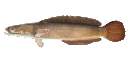 STRIPED SNAKEHEAD