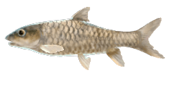 THAI MAHSEER