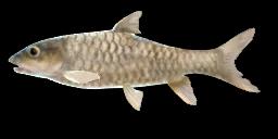 THAI MAHSEER