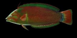 AFRICAN WRASSE