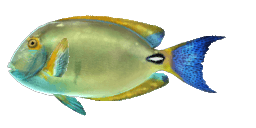 EYESTRIPE SURGEONFISH