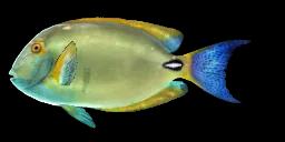 EYESTRIPE SURGEONFISH