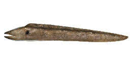 GIANT MORAY