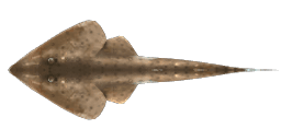 LESSER SANDSHARK