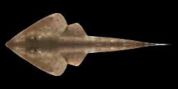 LESSER SANDSHARK