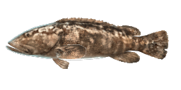 MALABAR GROUPER