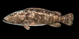 MALABAR GROUPER