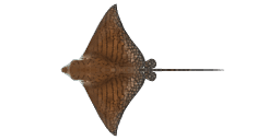 ORNATE EAGLE RAY