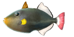 PINKTAIL TRIGGERFISH