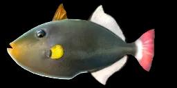 PINKTAIL TRIGGERFISH